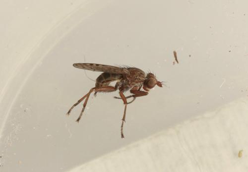 Réf. 318 127 : Psacadina sp.